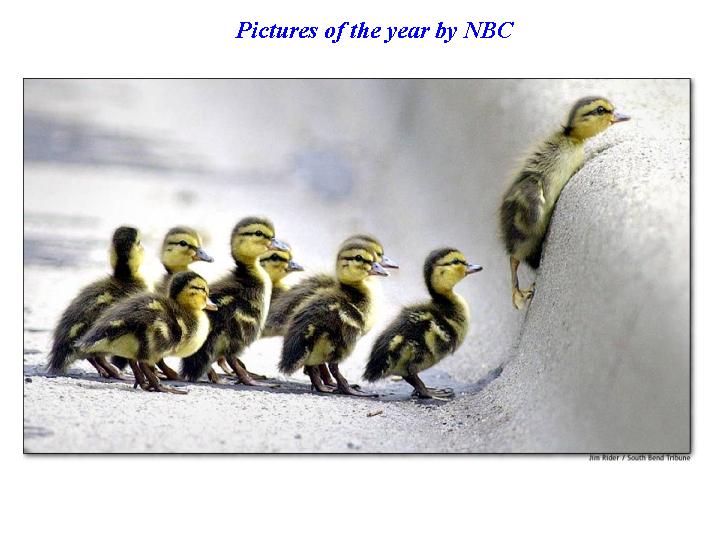 babyducks.jpg