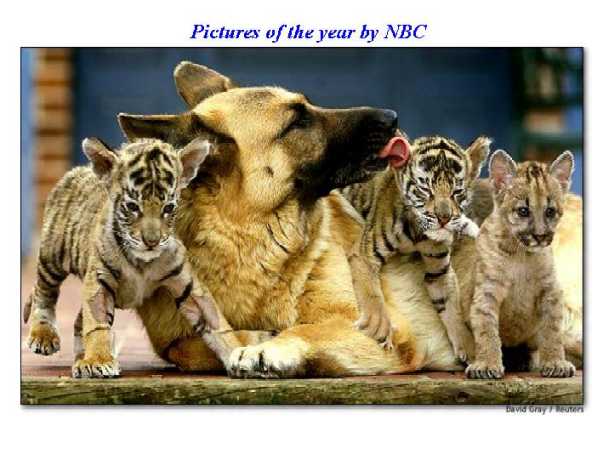 babytigers.jpg