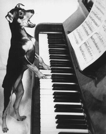 dogpiano.jpg