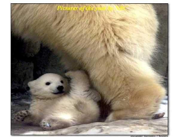 polarbears.jpg